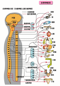 交換神経と副交感神経のバランス 滋賀 大津 肩こり 腰痛 鍼灸整体なら まの鍼灸接骨治療院