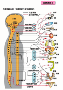 自律 神経