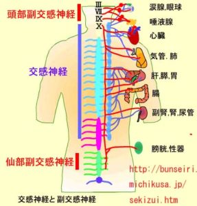 交換神経と副交感神経のバランス 滋賀 大津 肩こり 腰痛 鍼灸整体なら まの鍼灸接骨治療院